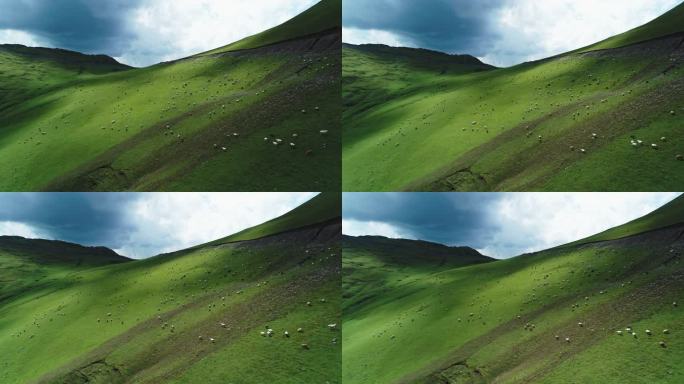 航拍夏天新疆草原牛羊成群漫山遍野