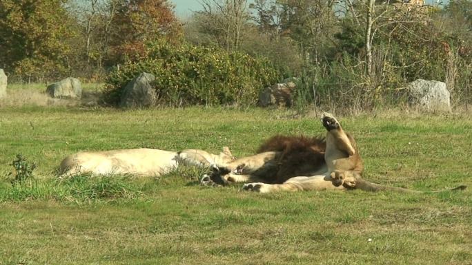狮子公滚动物园野生动物非洲草原生物多样性