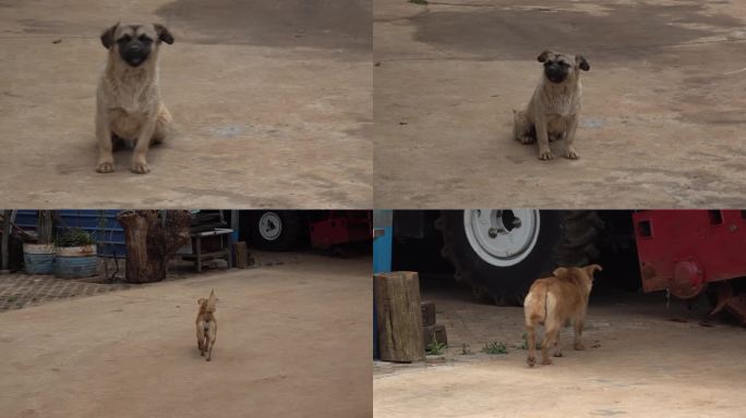 土狗单身狗狗蛋家养犬