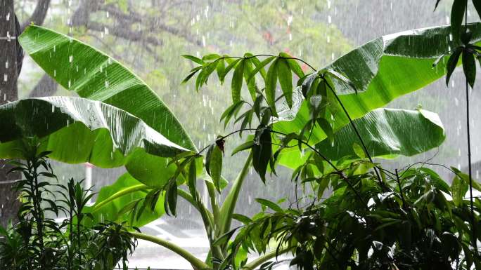 雨下雨天梅雨季节香蕉小雨大雨