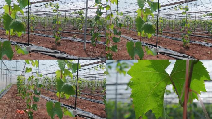 大棚种植葡萄