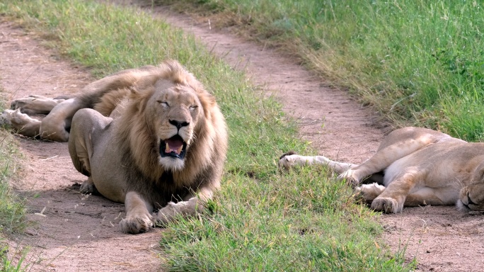 狮子在碎石路上休息