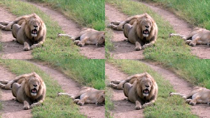 狮子在碎石路上休息