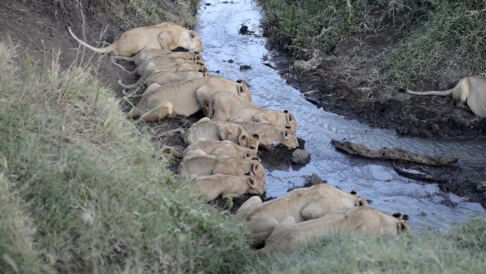 狮子在喝酒狮子群居生活河流河水母狮