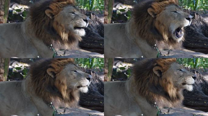 狮子侧视特写动物园野生动物非洲草原生物多