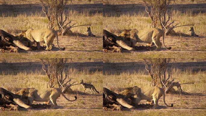 狮子在吃长颈鹿动物园野生动物非洲草原生物