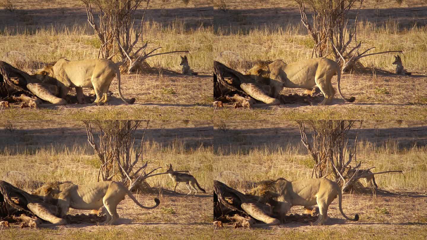 狮子在吃长颈鹿动物园野生动物非洲草原生物