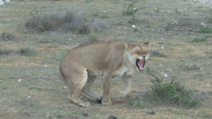 狮子伸展动物园野生动物非洲草原生物多样性