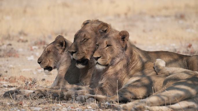 非洲狮骄傲动物园野生动物非洲草原生物多样