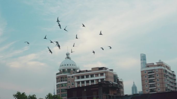 城市飞鸟 空境