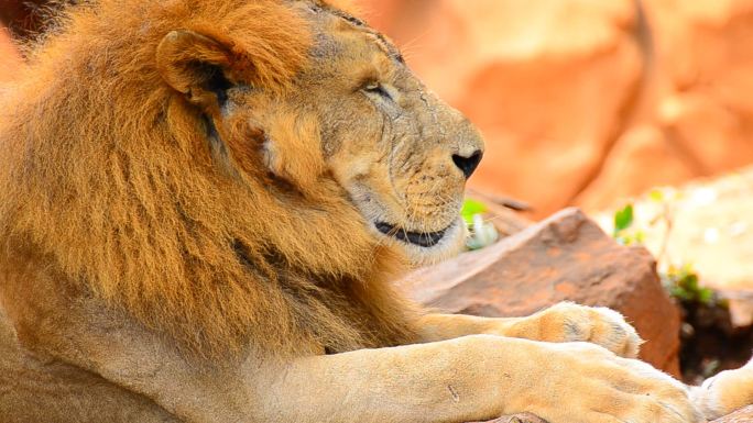 狮动物园野生动物保护生物多样性