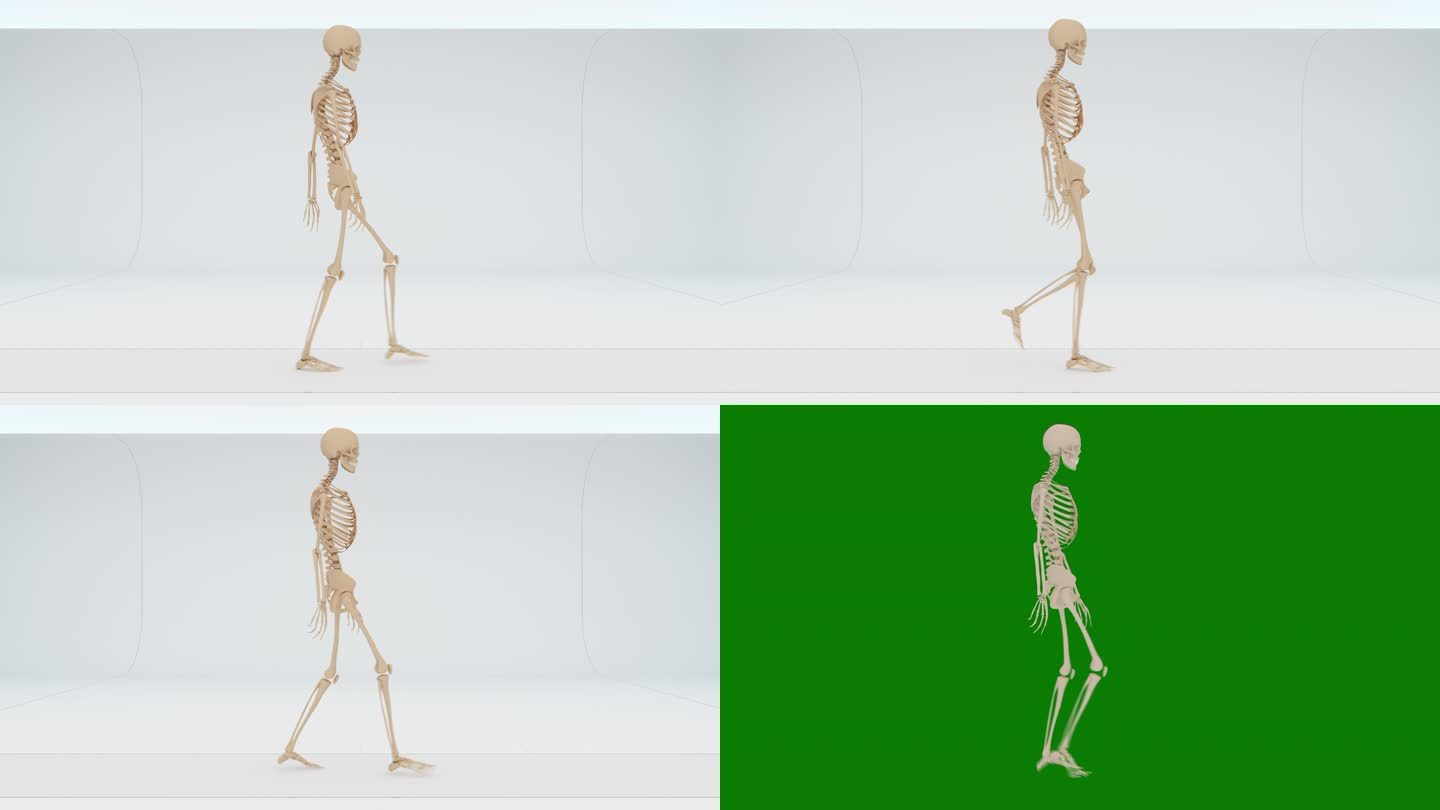 骨架行走周期人体骨骼行走动画侧视图