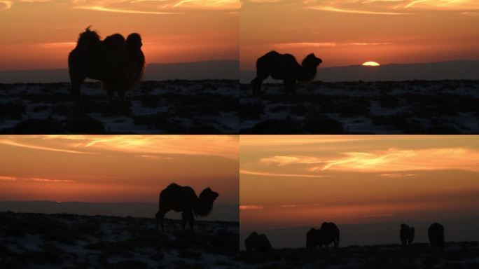 夕阳与骆驼