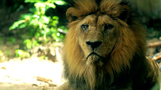 狮动物园野生动物非洲草原生物多样性