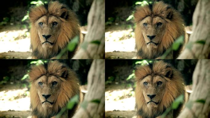 狮狮子正面特写人与自然国家动物园