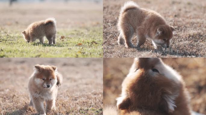 柴犬幼犬