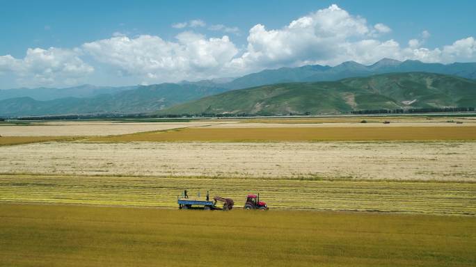 收割机在麦田里蓝天下新疆广袤农田粮食丰收