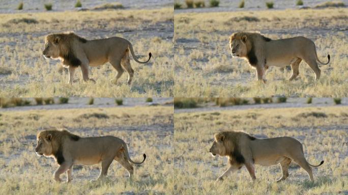 南非纳米比亚埃托沙国家公园狮子漫步