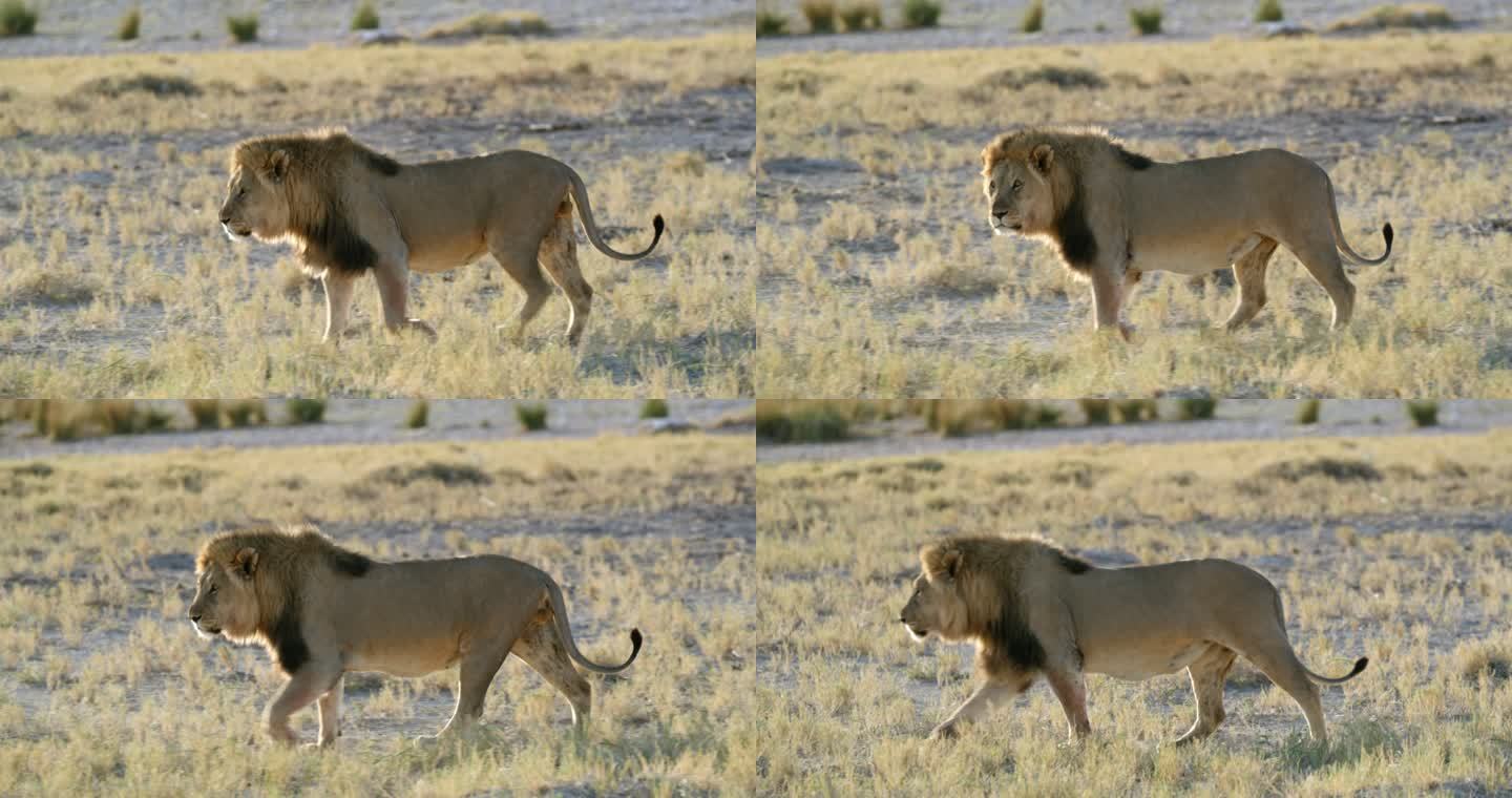 南非纳米比亚埃托沙国家公园狮子漫步