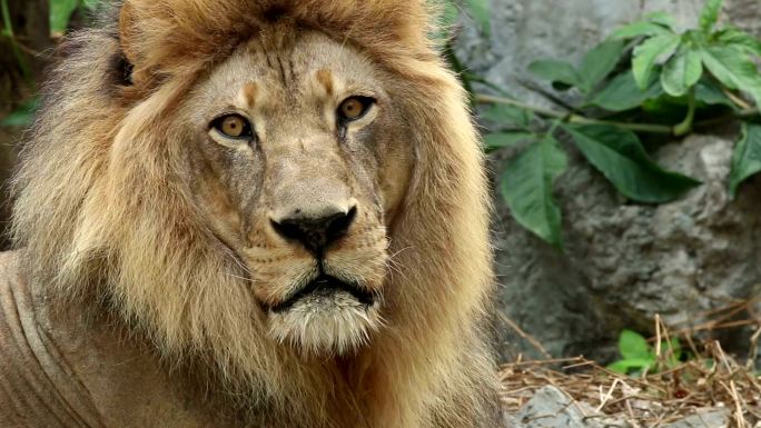 狮子看着相机。动物园野生动物保护生物多样