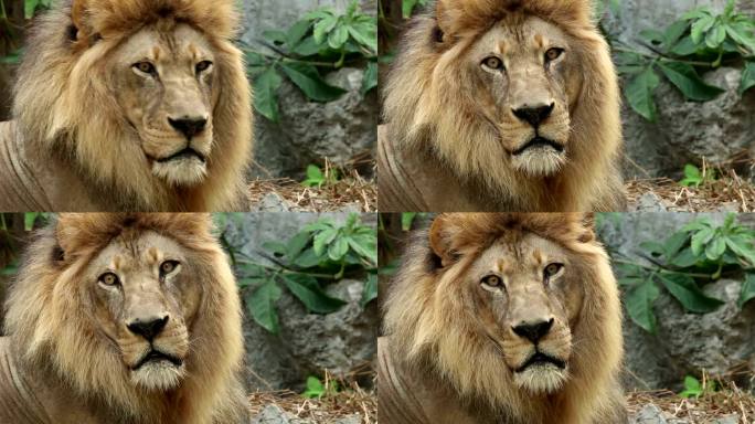 狮子看着相机。动物园野生动物保护生物多样