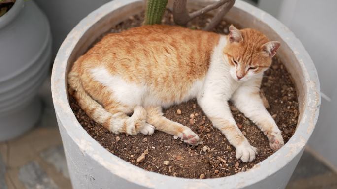 希腊米科诺斯岛著名的猫