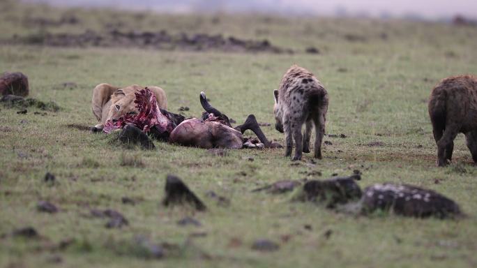 狮子和鬣狗一起吃野外狮子雄狮草地雄狮