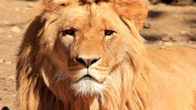 狮动物园野生动物保护生物多样性