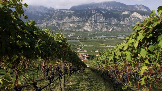 葡萄收获酿酒故事：特伦蒂诺的葡萄景观
