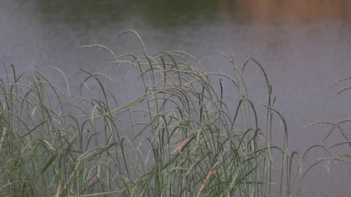 风吹池塘边的小草