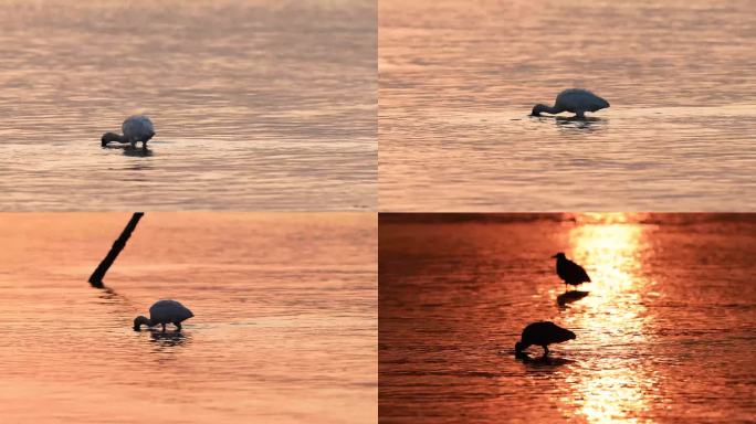 晨光中红树林保护区觅食的黑脸琵鹭8