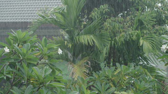 热带雨林下雨天梅雨季节农村小雨大雨