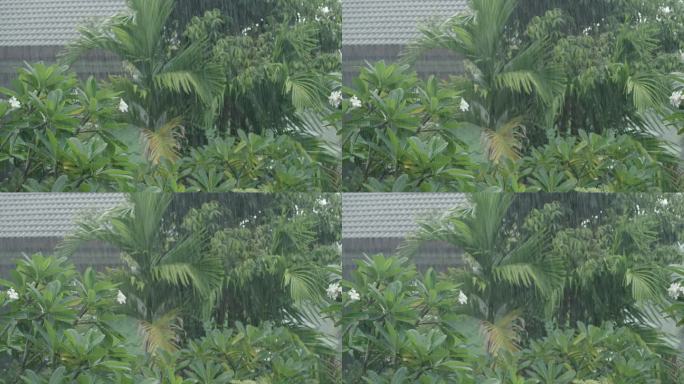 热带雨林下雨天梅雨季节农村小雨大雨