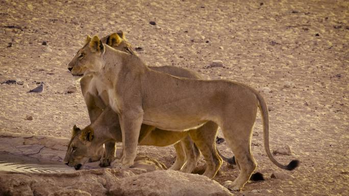 水坑里的狮子女动物园野生动物非洲草原生物