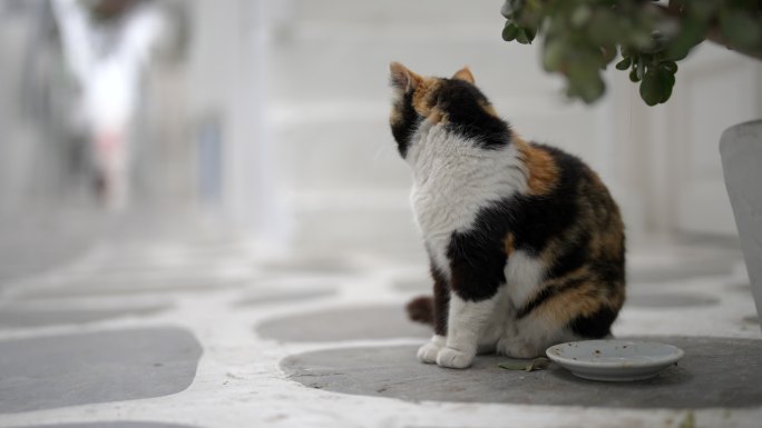 希腊米科诺斯岛著名的猫