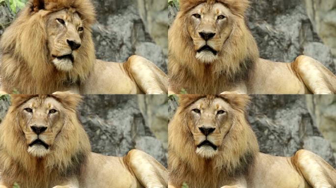 狮子转头看着摄像机。