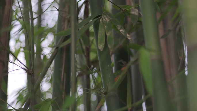 风吹竹叶竹影婆娑