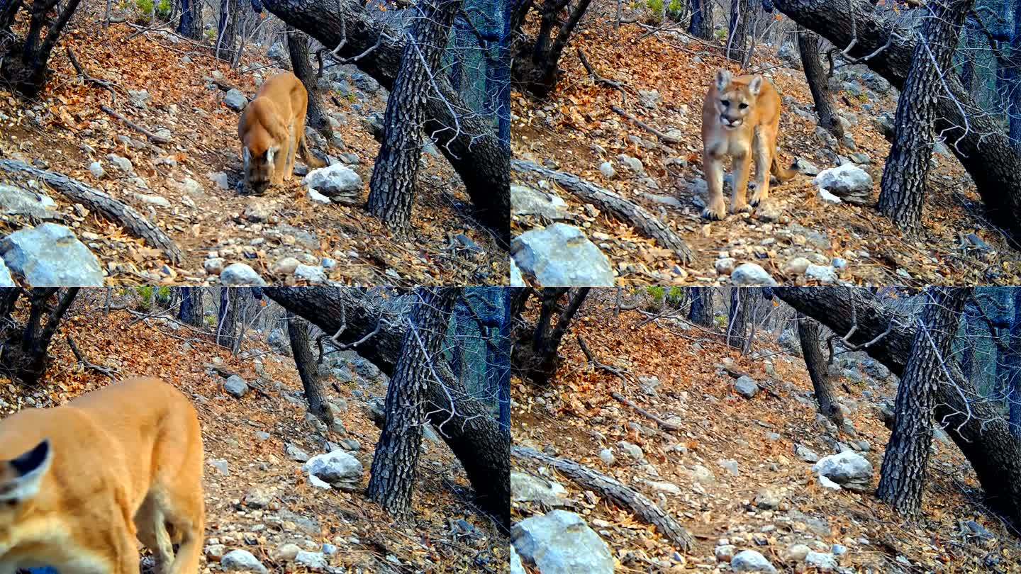 野外拍摄的山狮秋天山林野外山狮觅食猫科动
