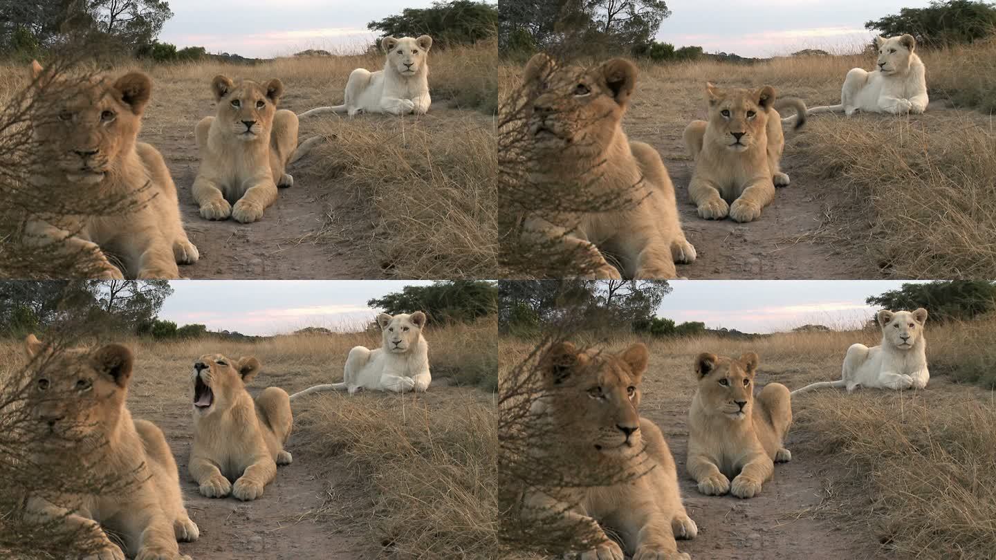非洲之夜三只好奇的狮子幼崽