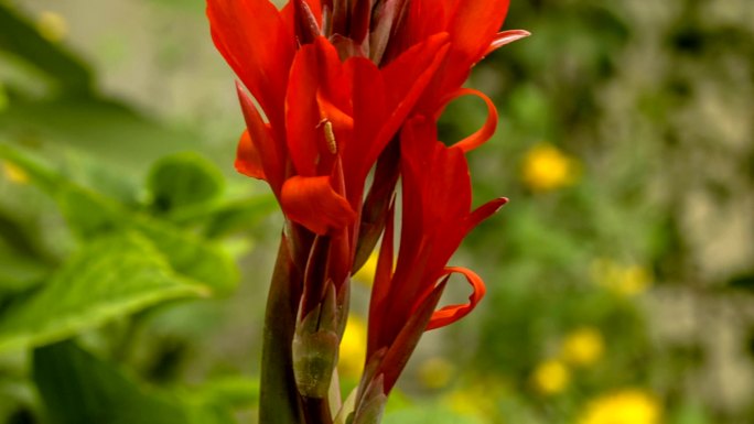 红花印度美人蕉（Canna Indica L.）或印度大麻