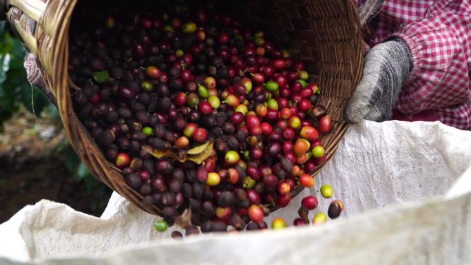 咖农采摘咖啡实拍素材