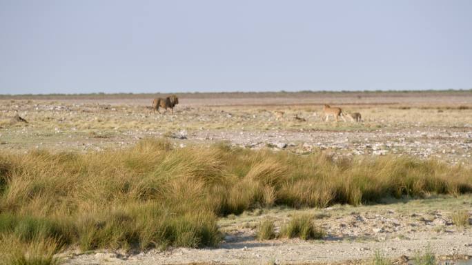 远景：非洲纳米比亚埃托沙国家公园阳光明媚的沙漠中的狮子