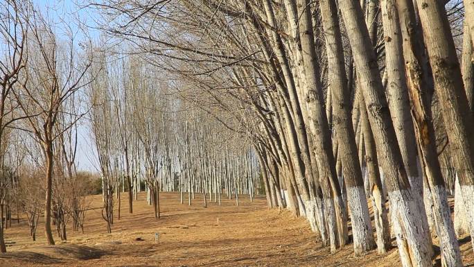 冬季一排倾斜的杨树树林整齐好看