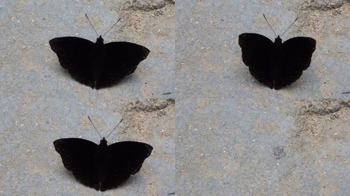 地面上的黑蝴蝶蝴蝶视频通用素材