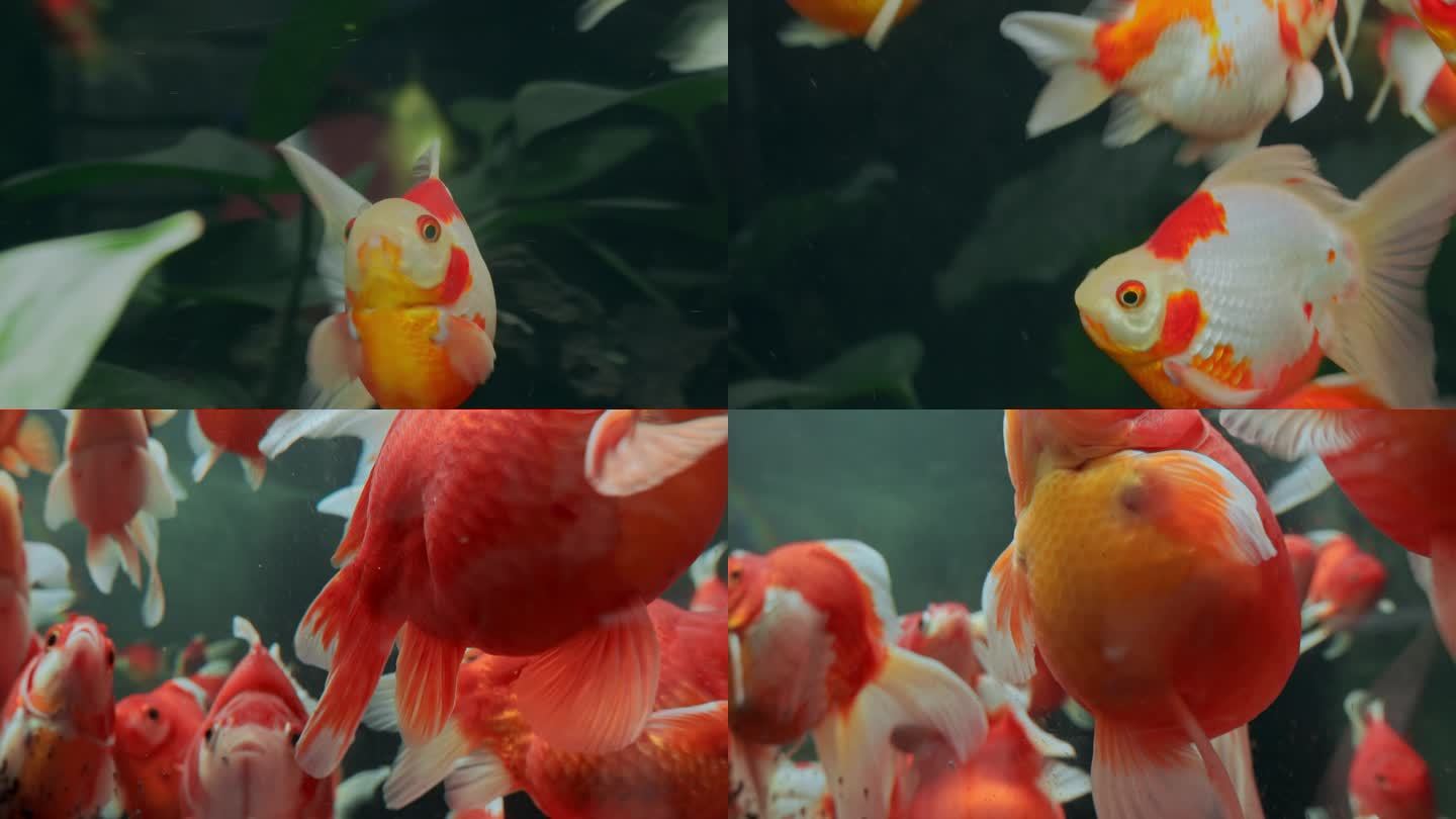 金鱼缸金鱼视频