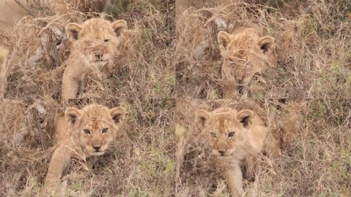 非洲狮幼崽动物园野生动物非洲草原生物多样