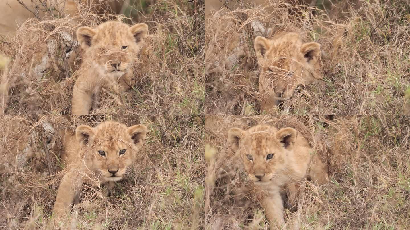 非洲狮幼崽动物园野生动物非洲草原生物多样