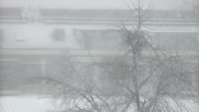 雪花下雪天风雪小城风雪中的喜鹊窝