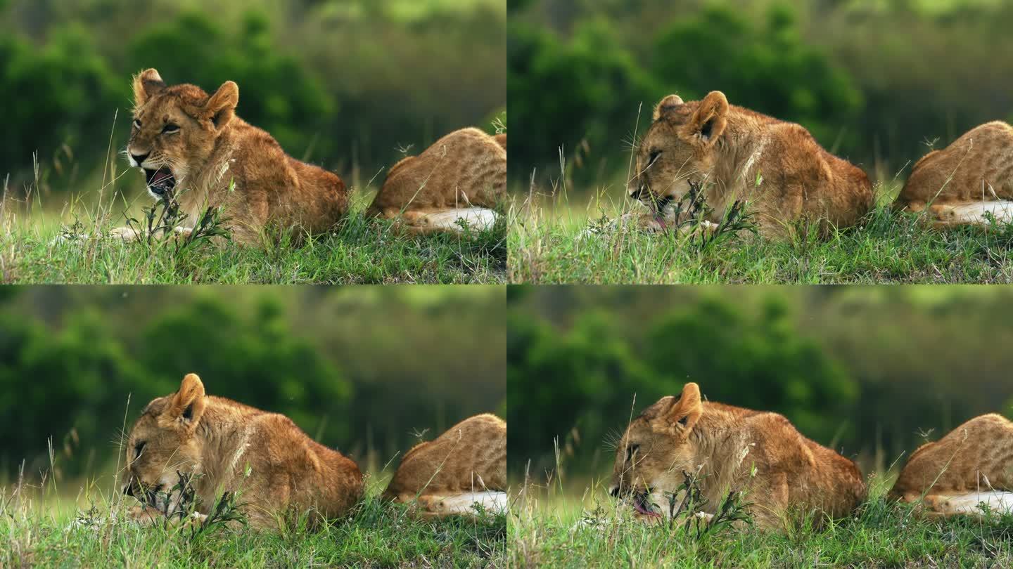 狮子幼崽在马赛马拉梳毛