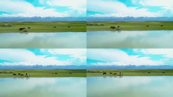 夏天新疆草原马匹悠闲的在河边吃草